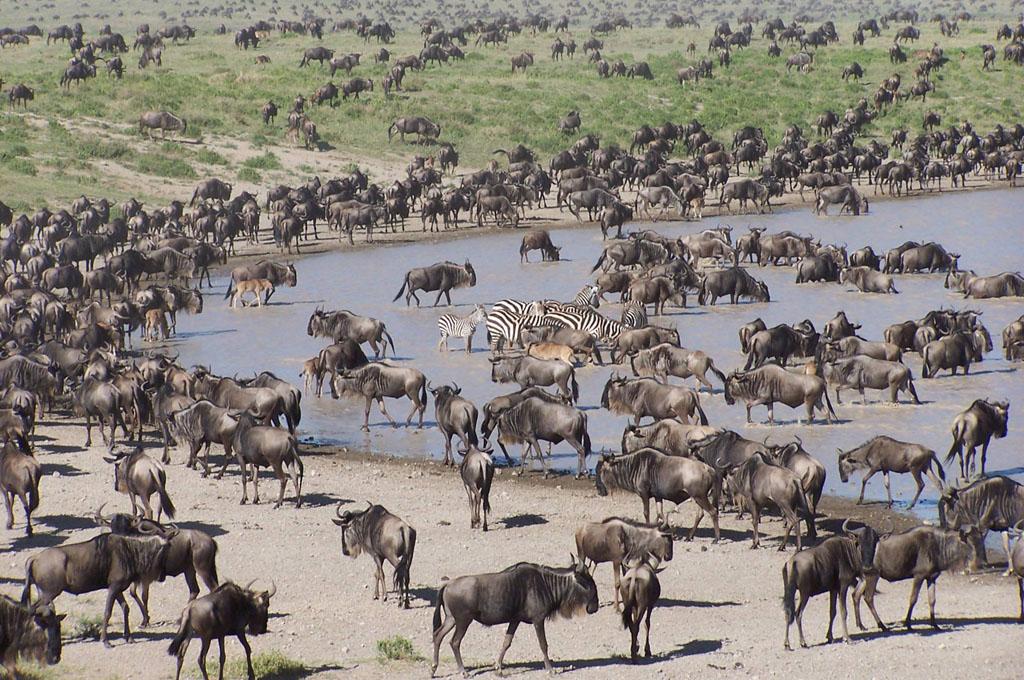 5 Days Great Migration Joining Group Safari