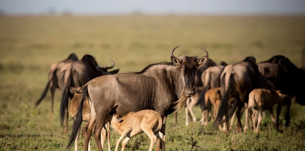 4-Day Ndutu Calving Season Safari