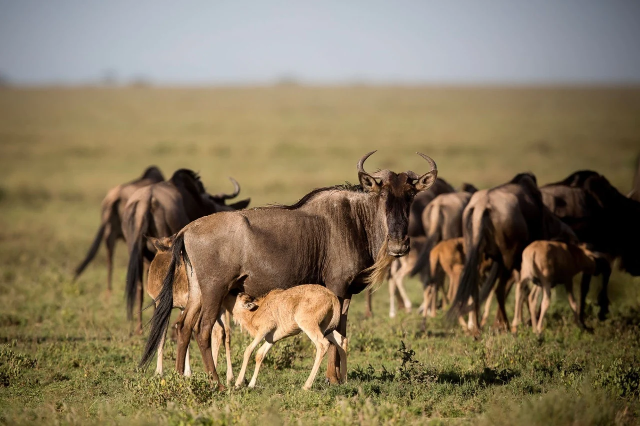 4-Day Ndutu Calving Season Safari