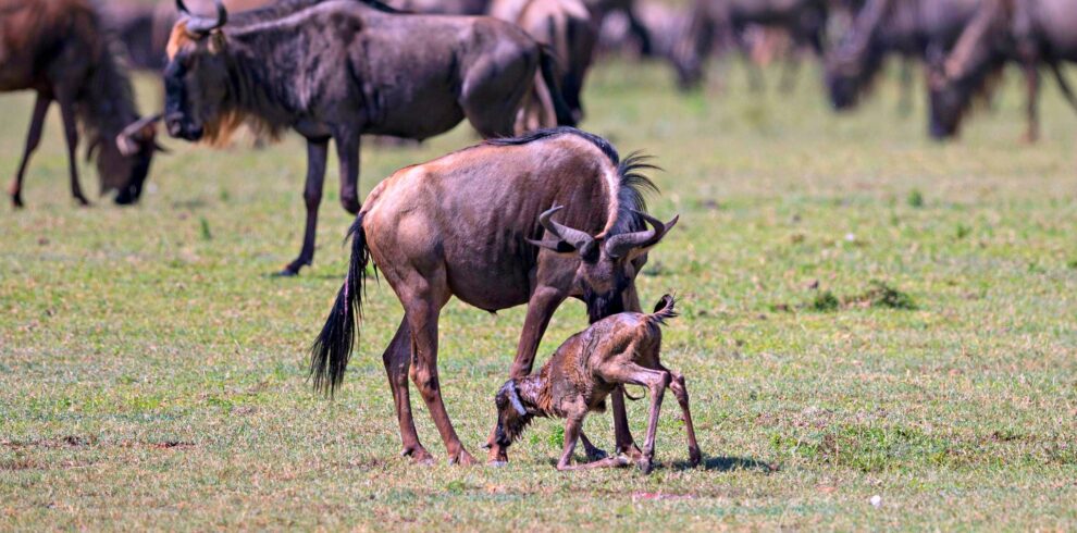 4-Day Southern Serengeti & Ndutu
