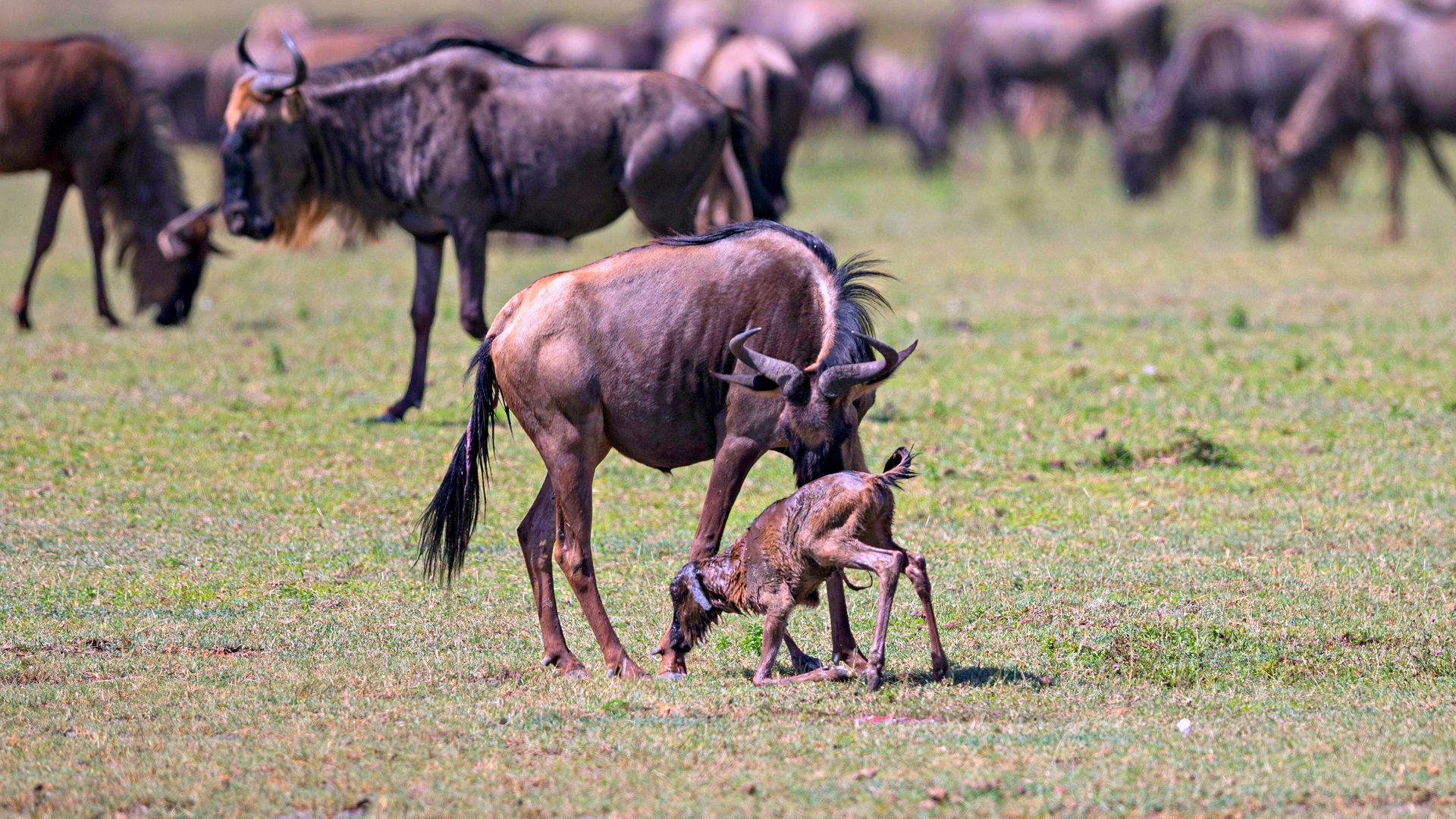 4-Day Southern Serengeti & Ndutu