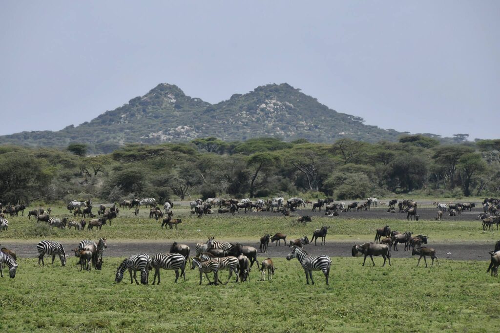 5-Day Ndutu Great Migration Safari