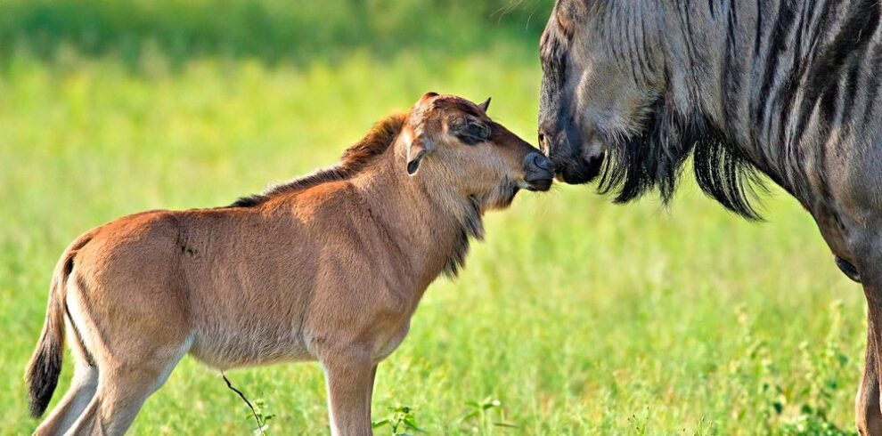5 days Ndutu Calving Season Safari