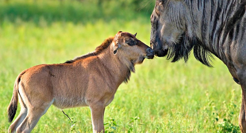 5 days Ndutu Calving Season Safari