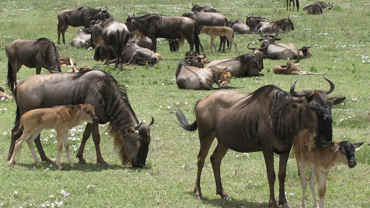 5 days Ndutu Calving Season Safari