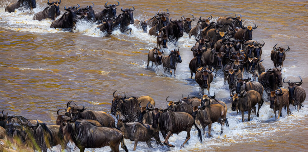 5-ndutu-safari
