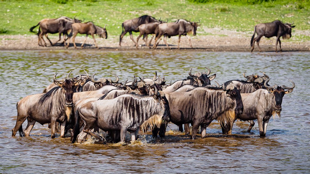 6-Day Ndutu Calving Season Safari