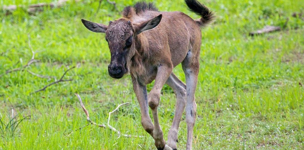 calving season