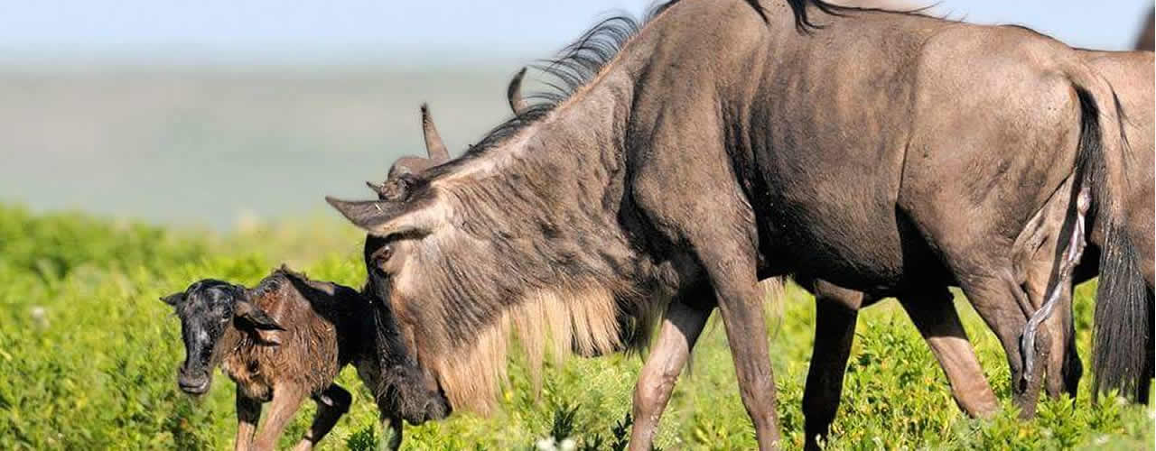 6-Day Tanzania Ndutu Safari