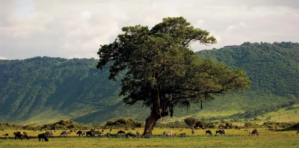 serengeti safari ngorongoro crater