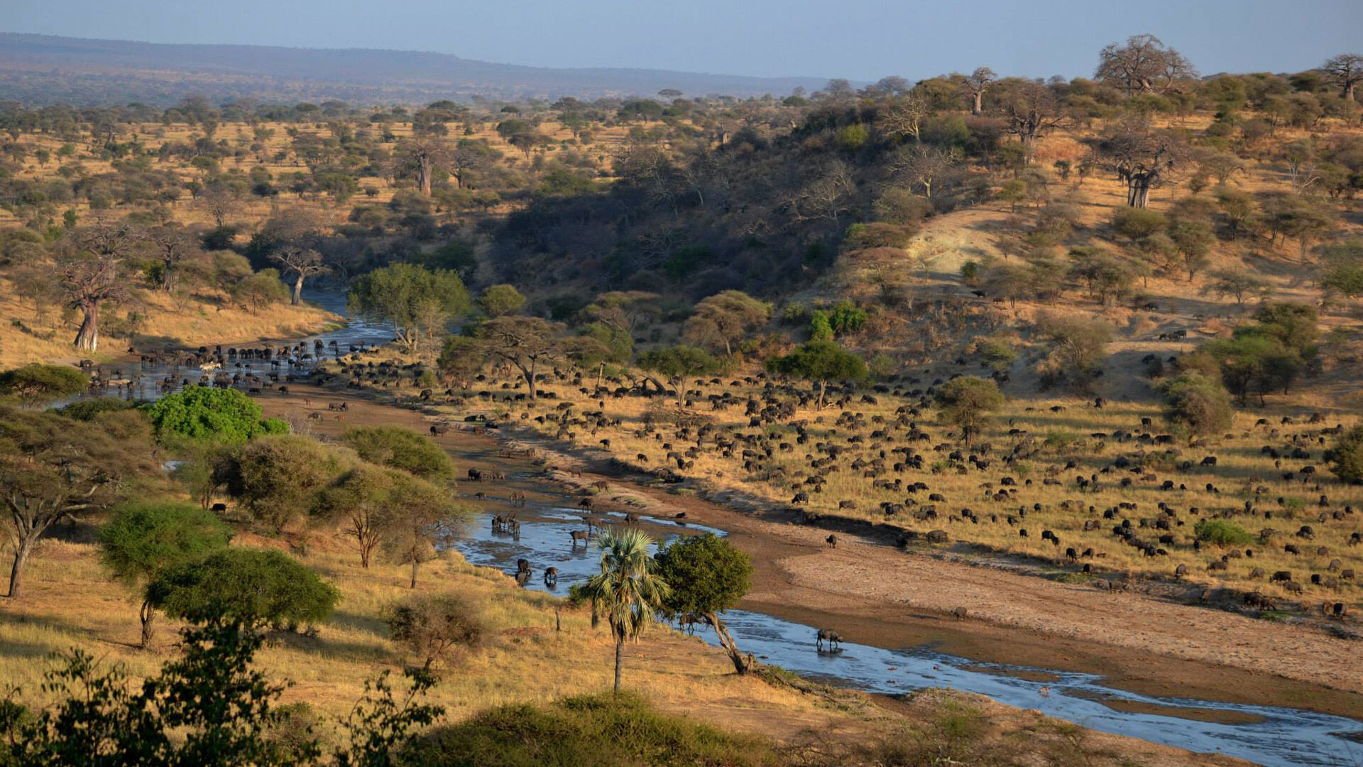 1-Day Tarangire National Park Safari from Arusha