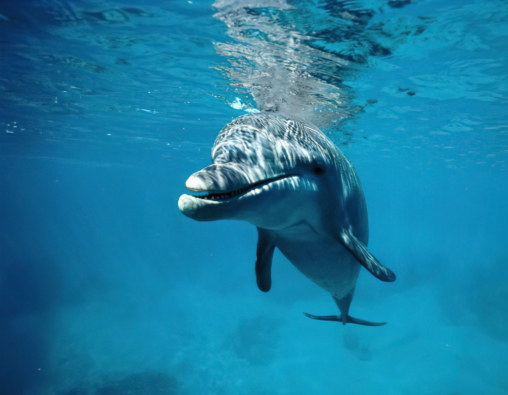 zanzibar dolphin tour1
