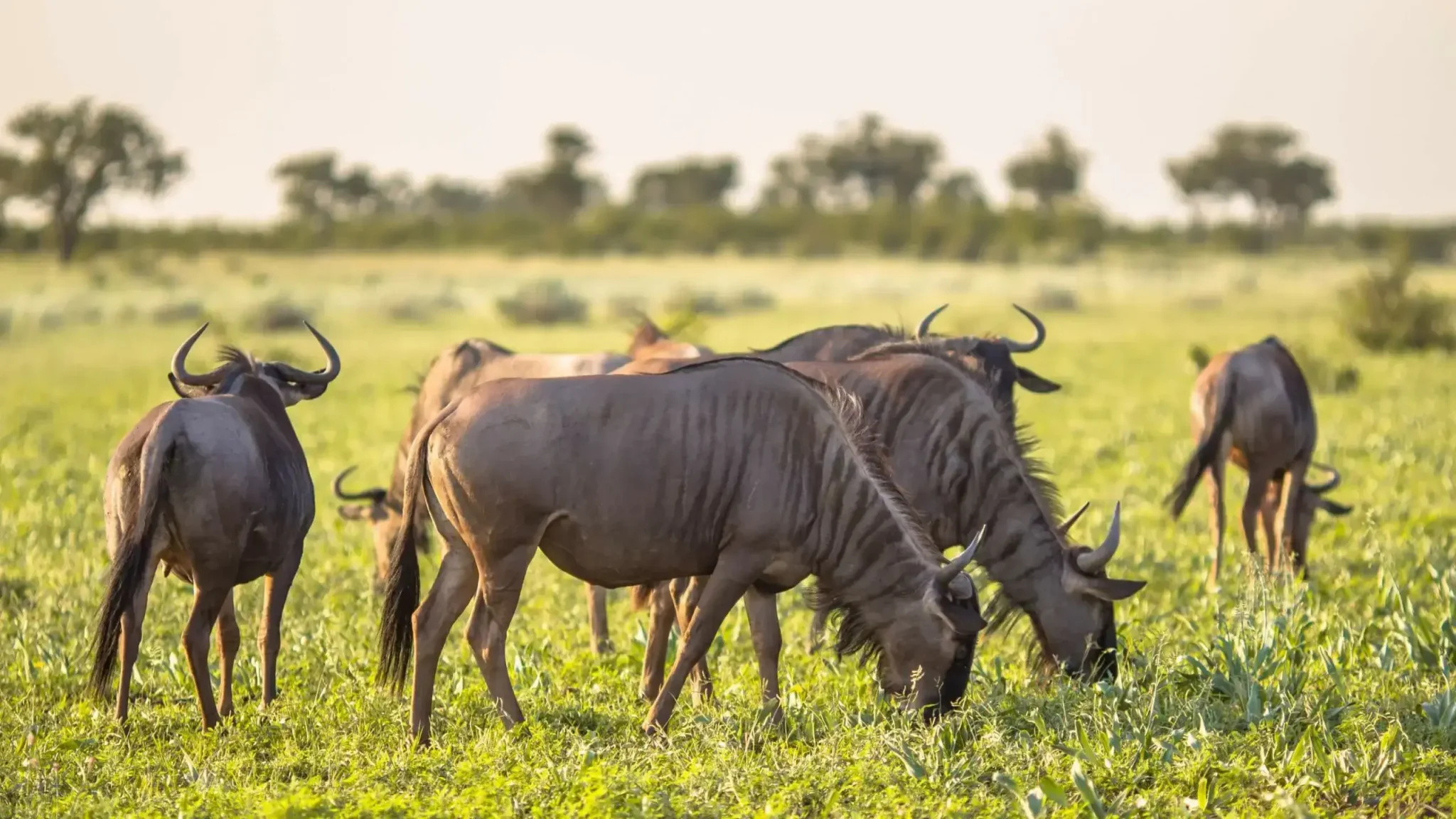 5-Day Tanzania Ndutu Calving Season Safari