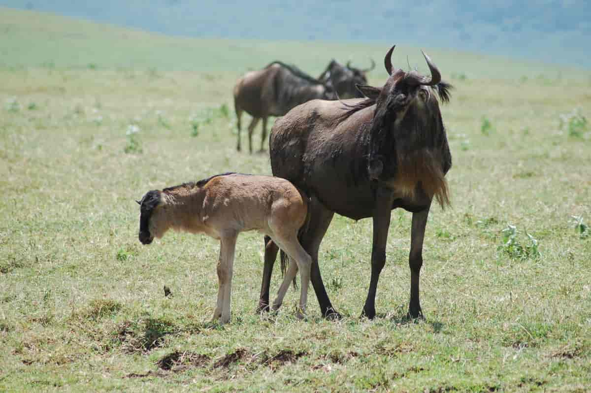 5-Day Luxury Ndutu Calving Season Safari
