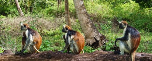 monkeys-jozani-forest