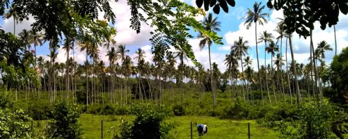 zanzibar spice tour